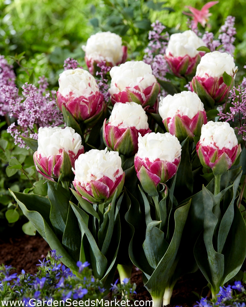 Tulipa 'Ice Cream'
